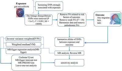 A thorough investigation into the correlation between migraines and the gut microbiome: an in-depth analysis using Mendelian randomization studies